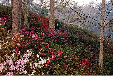 《博德之门3》最终补丁上线后 Steam在线玩家回暖